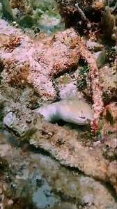 Octopus attacks Moray eel Amazing 🐙 😲 . . #reactionvideo #reactionvideos #octopus #morayeel#fbreels #reelsvideo #viralreel #virals #oceanlife #fishhuntertv | FishLife world TV
