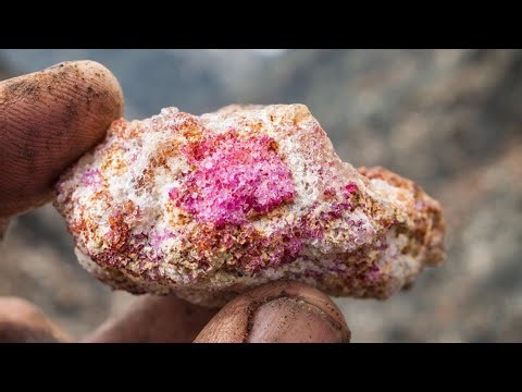 THIS EXTRAORDINARY CREATURE WILL MAKE YOU SHOCK!