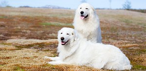 Guardian dogs, fencing, and ‘fladry’ protect livestock from carnivores