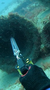 884K views · 8.4K reactions | Giant Snapper Speared in Underwater Tube! #spearfishing #fishing | Ryan Myers Spearfishing | Facebook