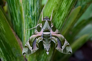 How Moths Outwit Bats With Their Super Hearing — Biological Strategy — AskNature