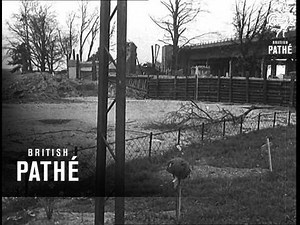 West Front War Report (1945)