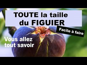 Fig tree, everything you need to know about pruning fig trees