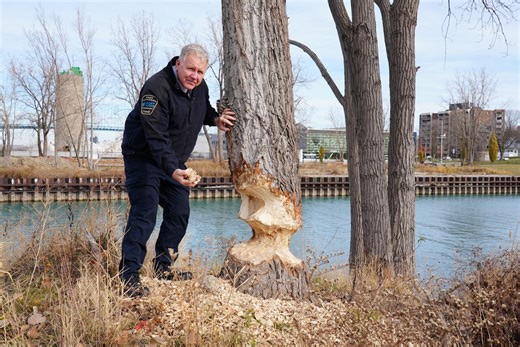 Trees log heavy damage due to beaver comeback