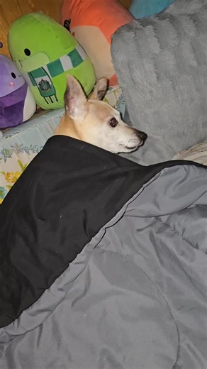 Zoe Brost (@zoe.brost)’s videos with original sound - Zoe Brost