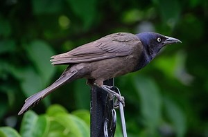 11 Common Grackle Spiritual Meanings and Symbolism