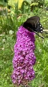 4.1K views · 979 reactions | My butterfly bush is working 曆 | Michelle Wright WTAE | Facebook