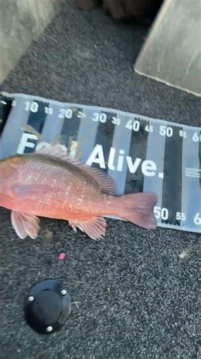 Big Mangrove Jack