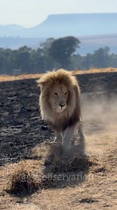 GG Conservation on Instagram: "When King Smokey saw Mike AND the food truck go straight past him.. he was not a happy bunny!! The audacity of these humans! First he was muttering to himself about this particular injustice and then moaning hangrily at me 😂 Needless to say the King got fed 10 minutes later but I found this vocal complaint highly amusing and thought I’d share 😅 *We are a non profit lion sanctuary NOT the wild therefore by law we have to feed the lions they cannot hunt for themsel