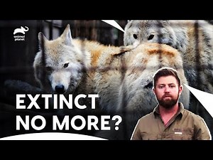 Black Panther & Black Wolf: Mysterious Reappearance? | Extinct Or Alive S1 E3 | Animal Planet
