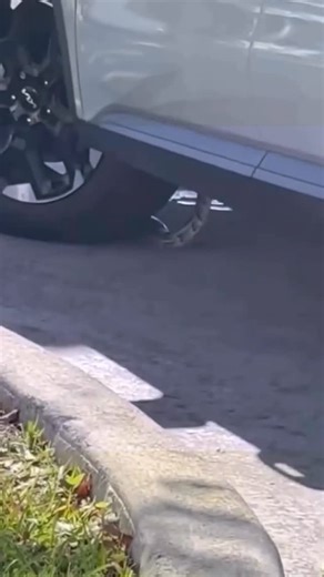 Omgitswicks / Florida sketch comedy on Instagram: "I did not have python climbing in the car on my Florida bingo card 📸: @dismaltyrant #florida #whatintheflorida #omgitswicks"