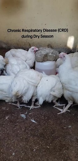 Dear Poultry Farmer, In Dry Season, Broilers chicken are more susceptible 5o certain diseases due to environmental factors like Heat, Dust, and Lower Humidity. Some Common Diseases During Dry Season Includes; 🐓. Coughing. 🐓. Sneezing. 🐓. Nasal Discharge. 🐓. Gurgling or Rattling Sound. 🐓. Open - Month Breathing. Chronic Respiratory Disease is more relevant in Dry and Dusty Conditions where it irritates the respiratory tract. Management Tips For CRD; 🐓. Ensure Good Ventilation. 🐓. Reduce Du