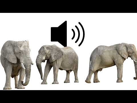 Loud Elephant blowing trunk trumpet snort sound effects SFX (HD)