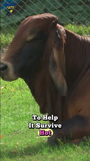 Why Some Cows Have Humps 🐂 #swipefacts