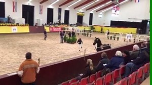 26. MECKLENBURGER KÖRTAGE VOM 10. - 12. NOVEMBER IN REDEFIN Unser zweieinhalbjähriger Rapphengst v. DON INDEX - RASCALINO - WOLKENTANZ II - GANYMED aus der bekannten hannoverschen Zuchtstätte von Dr. Michael Lühs aus Wagenfeld wurde anlässlich der Mecklenburger Körtage in Redefin mit dem Prädikat gekört ausgezeichnet. Der Hengst stammt aus einem der besten hannoverschen Stutenstämme mit über 30 gekörten Hengsten wie ARGENTAN I und II, CANTUS ( Holst.), DESTANO, DON FREDERIC und viele mehr. Wir f