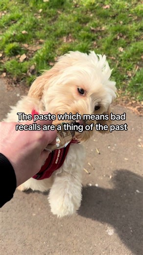 The best paste for training and recall. Also, excellent for enrichment toys and treats. #dogpaste #dogtraining #dogrecall #dogwalks #dogmum @Trusty Pet Supplies