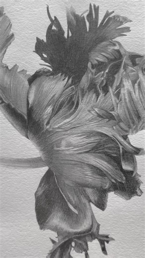 2.3K views · 89 reactions | This is my tulip in graphite sold and on its way to a new home. I am home from my travels and itching to get creative. Loving the frosty morning and the chill to get me working again. Out with the pencils and off we go | Billy Showell's School of Botanical Art | Facebook