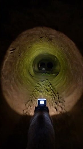 Ferret POV Inside Deep Burrow Underground #discovery #wildlife#animalshorts#pov #curiosity#ferret