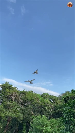 Creating a Mini Loft for Pigeons