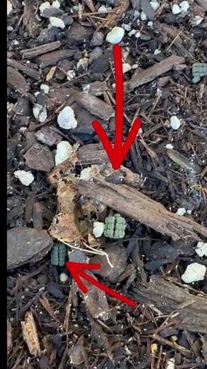 11K views · 145 reactions | Garden Chronicles: Beware of Tomato...