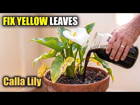 Your Calla Lily Isn't Dying — It's Trapped (Here's Why)