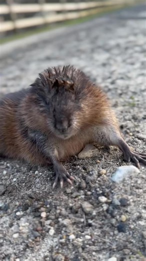 12K views · 360 reactions | This was our first time ever seeing a...