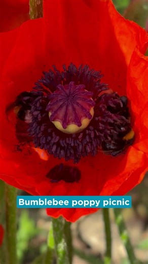 Our bee-st bumblebee moments of 2025 🐝 A lot of bee-utiful moments were captured this year. Here are some of our favourite clips. What was your bee-st bumblebee moment of 2025? Did you get it on camera? Tell us below! Share your 📸 and 🎥 if you have them, we'd love to see them 💛 🎥 Helen King, Bex Cartwright, Karen Bowers, Kirsty Marshall, John Soonaye, Emily Luck | Bumblebee Conservation Trust