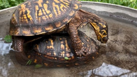 Mischievous turtle disturbs his resting friend and leads to a spirited fight