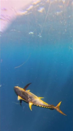 47 Second TUNA landing on HELIOX #tuna #fishing #capetown