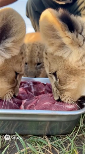 The lion and the meat meal for the night #tiger #liger #BlackLion #Cubs | Larzarus Crosby