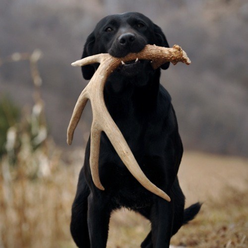 Train your dog to find shed antlers for this coming spring with the DogBone Shed Dog Training System. The ultimate solution to train any dog to find sheds, regardless of breed or age. Includes: - Shed Dog Training Dummy - Liquid Antler Scent - Comprehensive Training Manual All the tools and information you need to teach your dog to find and retrieve shed antlers! For a limited time, every purchase of the Shed Dog Training System includes a free downloadable version of our Shed Dog Training Video