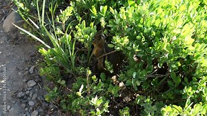 Cinematic 4K footage of chipmunk playing hide and seek off the Alta Vista Trail of the Paradise area on Mount Rainier in Mount Rainier National Park in Washington