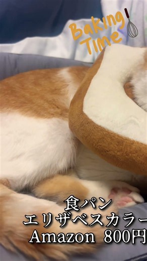 新しいエリザベスカラー買いましたが‥ #猫のいる暮らし #cat #猫好きさんと繋がりたい #保護猫