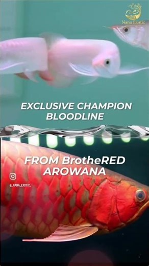 Super Red Arowana ❤️✌🏻#thelegend