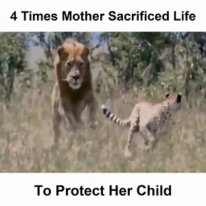 1.8M views · 894 shares | They are true moms  | Wild Animals TV | Facebook