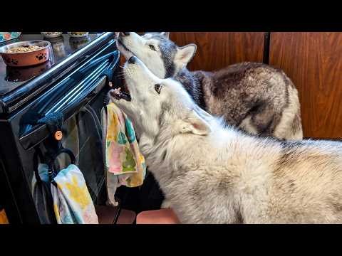 Husky Temper Tantrum! 📢 Memphis Demands a Warm Lunch