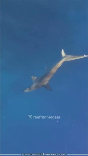 I Ran Into a Hammerhead Shark While Spearfishing!