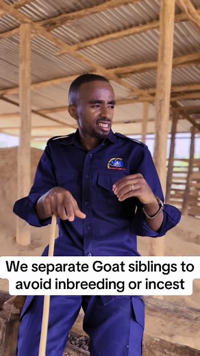 Sibling Separation in Goats to Prevent Inbreeding