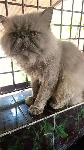 Total problem 🤣🤣🤣#cat #funny #comedy