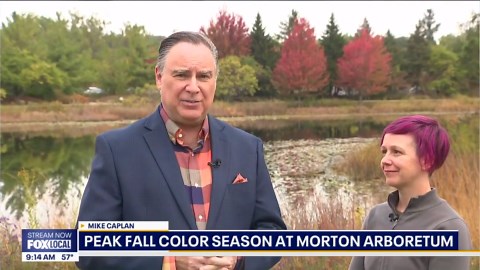 Stunning fall colors take over Morton Arboretum