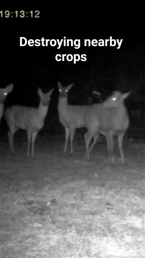 Escaped Deer Causing Chaos at Night | Infrared Camera