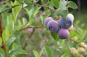 Plant & Grow Blueberries Successfully | Important Steps | joegardener®