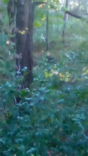 albino turkey during early season Maryland #deer season #nature #birds #mathewsarchery #outdoors