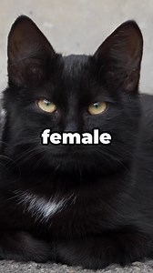 Male vs. Female Cats: Which is Better? 🧐 | Margot The Russian Blue Cat