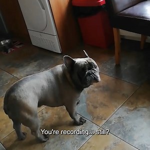 3.3M views · 80K reactions | Here's me commentary on a dog vs chair️ | Ozzy Man Reviews | Facebook