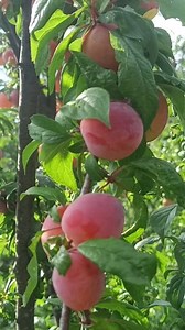 1.5M views · 24K reactions | Amazing Plum fruit orchard of Bohracoat...