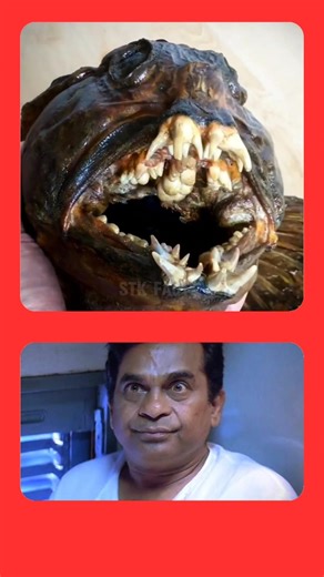 ఈ చ*న తరువాత కూడా కరుస్తుందా 😱🤯 | STK FACTS