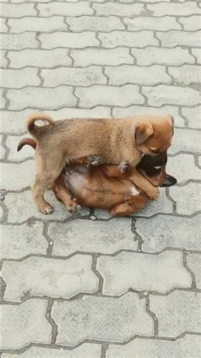 #gsds #dogbreed #petsrule #cuteanimals #pets #cutedogs #animals #cutepets #cute #streetdogbreed
