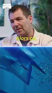 Whales in ABZÛ 🐋😍