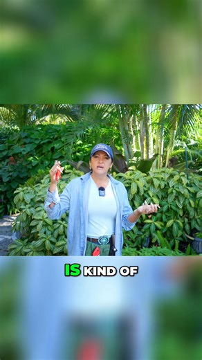 These pruning shears are a game changer! Finding tools that fit small hands can be tough. But the thumb placement, sharpness, and ease of use make these my go-to for delicate shrubbery or stems up to an inch thick. If I could only have one pruner, this would be it! #PruningShears #GardeningTools #GardenLife #ShrubCare #GardeningTips #EasyGardening | Construction Landscape Company with Designs by Jennifer Bevins | Facebook